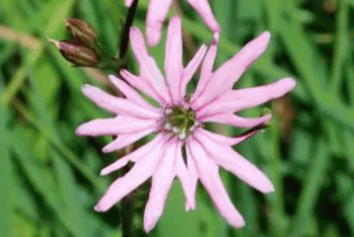 פאזל של fleur de coucou