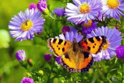 Butterfly on the Flowers