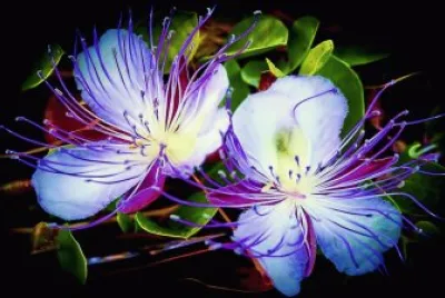 פאזל של Flowers Art