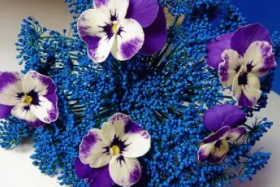 Beautiful Violet
