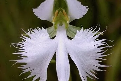 fleurs: orchidÃ©e colombe