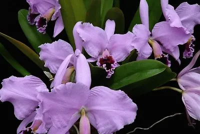 fleurs: orchidÃ©es