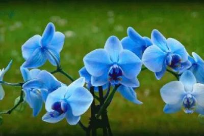 fleurs: orchidÃ©es