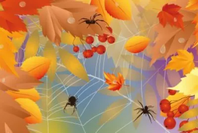 The spiders Web