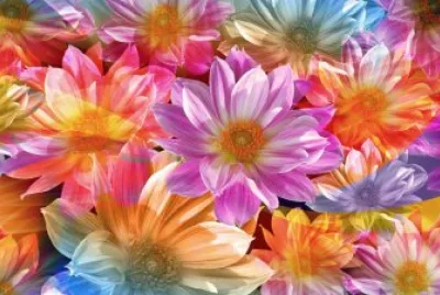 Rainbow Petals