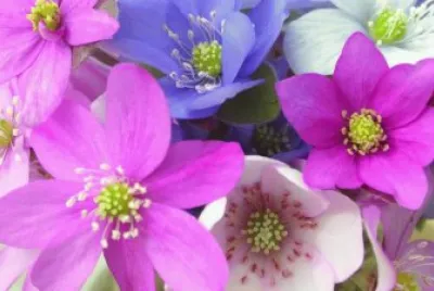 Hepatica