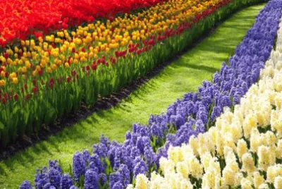 Entre as flores