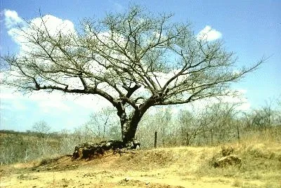 Caatinga