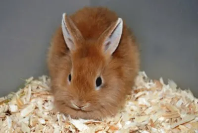 lapin nain
