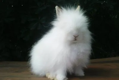 lapin nain
