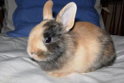 lapin nain