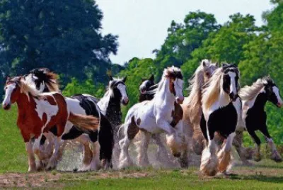 cavalos jigsaw puzzle