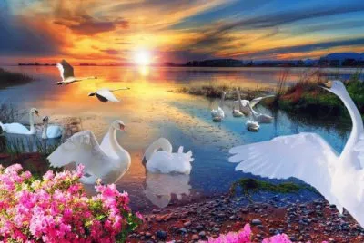 cisnes