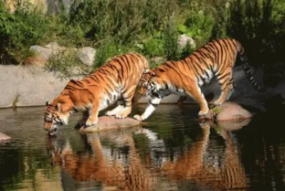 tigres