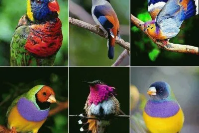 aves
