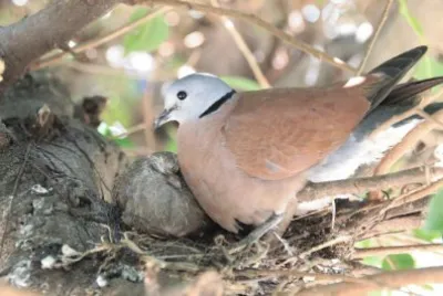 ç´…é³© jigsaw puzzle