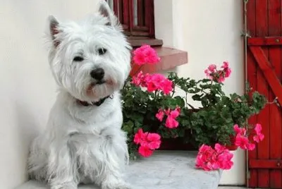 mascota