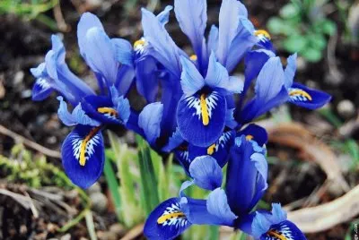fleurs: iris