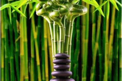 bamboo