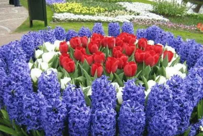 flores
