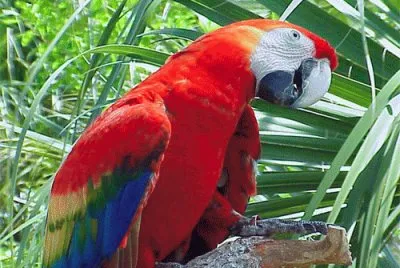 Arara Vermelha