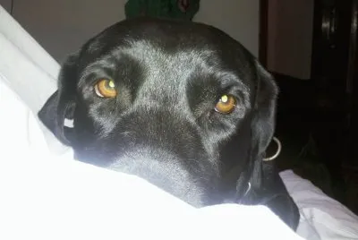 Igor