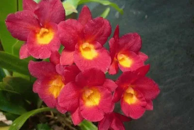 orquidea