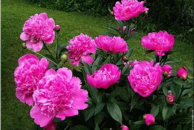 fleurs: pivoines