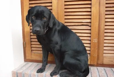 Igor