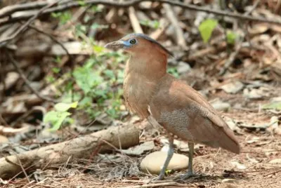 é»‘å† éº»é·º