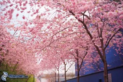 alberi