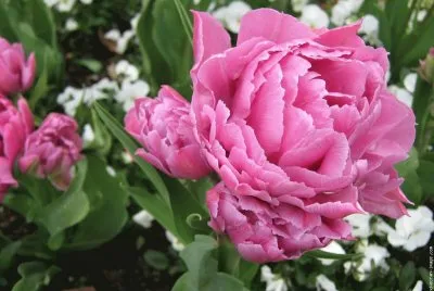 fleurs: pivoine