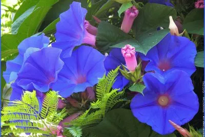 fleurs: liserons