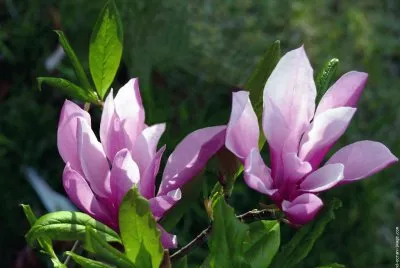 fleurs: magnolias