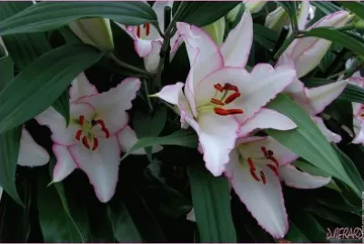 פאזל של fleurs: lys