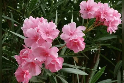 fleurs: laurier rose