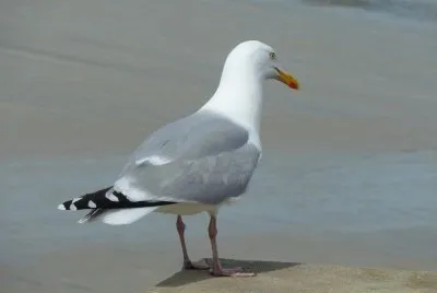 Seagull