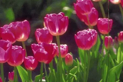 Tulipans