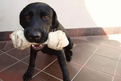 igor y su hueso