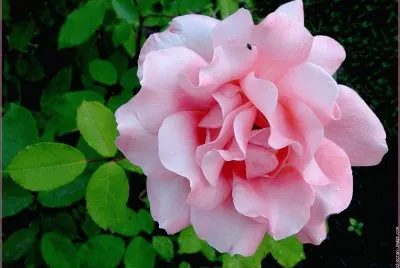 fleurs: rose