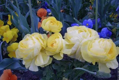 fleurs: renoncules jigsaw puzzle