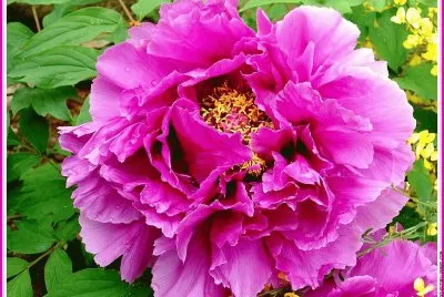 fleurs: pivoine