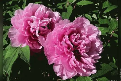fleurs: pivoines