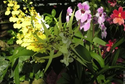fleurs: orchidees