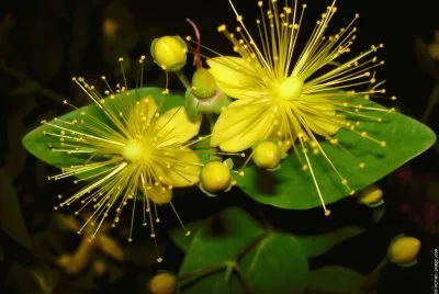 fleurs