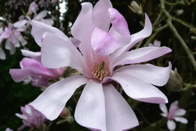 fleurs: magnolia