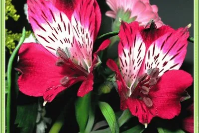 fleurs: alstroemerias