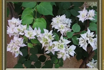 fleurs