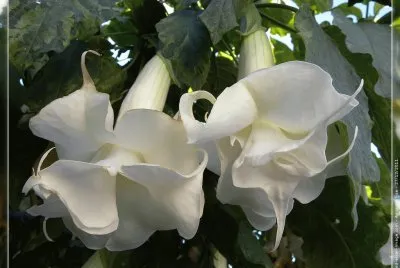 fleurs: datura jigsaw puzzle