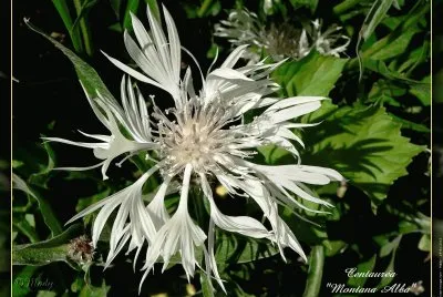 fleurs: centaurÃ©e blanche